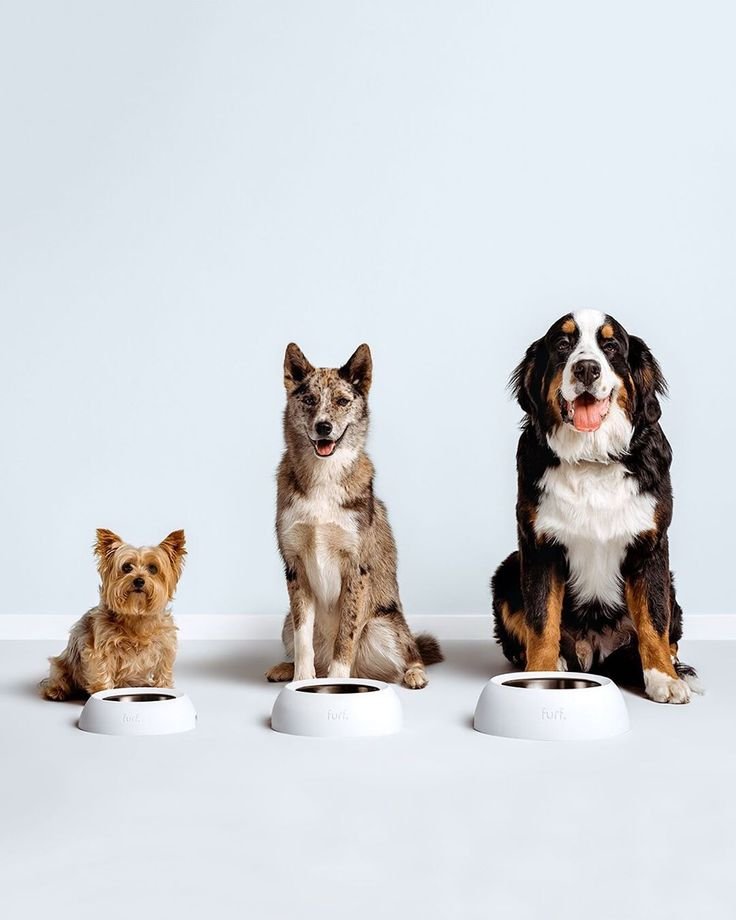 Pet Sale